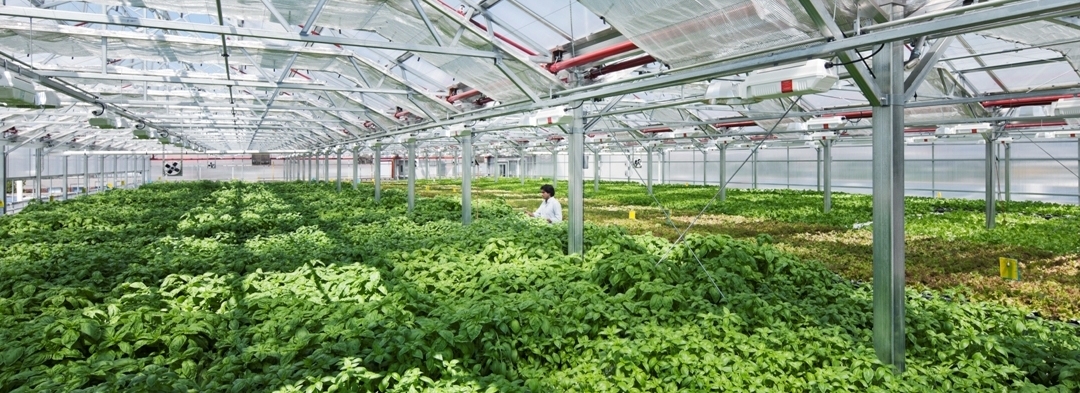 PESANAN KHUSUS UNTUK PERTANIAN JEPANG MEMANEN DAUN PERILLA