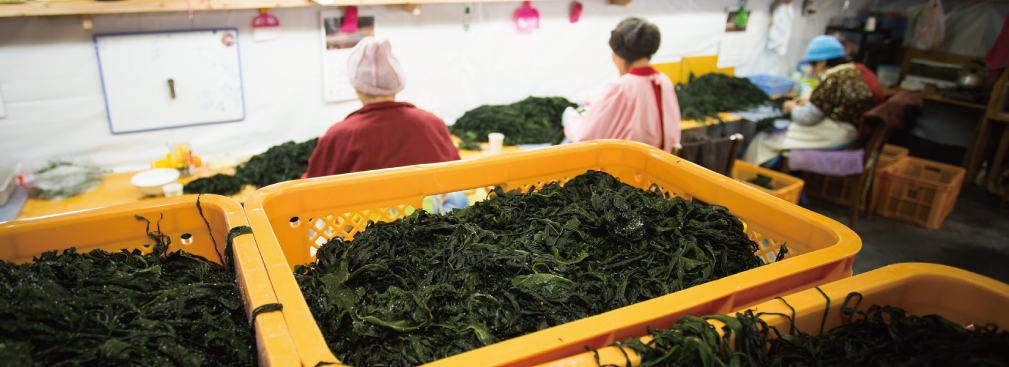 PESANAN KHUSUS UNTUK PENGOLAHAN MAKANAN RUMPUT LAUT