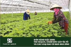 PESANAN KHUSUS UNTUK PERTANIAN JEPANG MEMANEN DAUN PERILLA