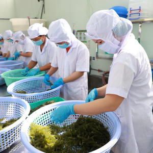 PESANAN PENGOLAHAN RUMPUT LAUT