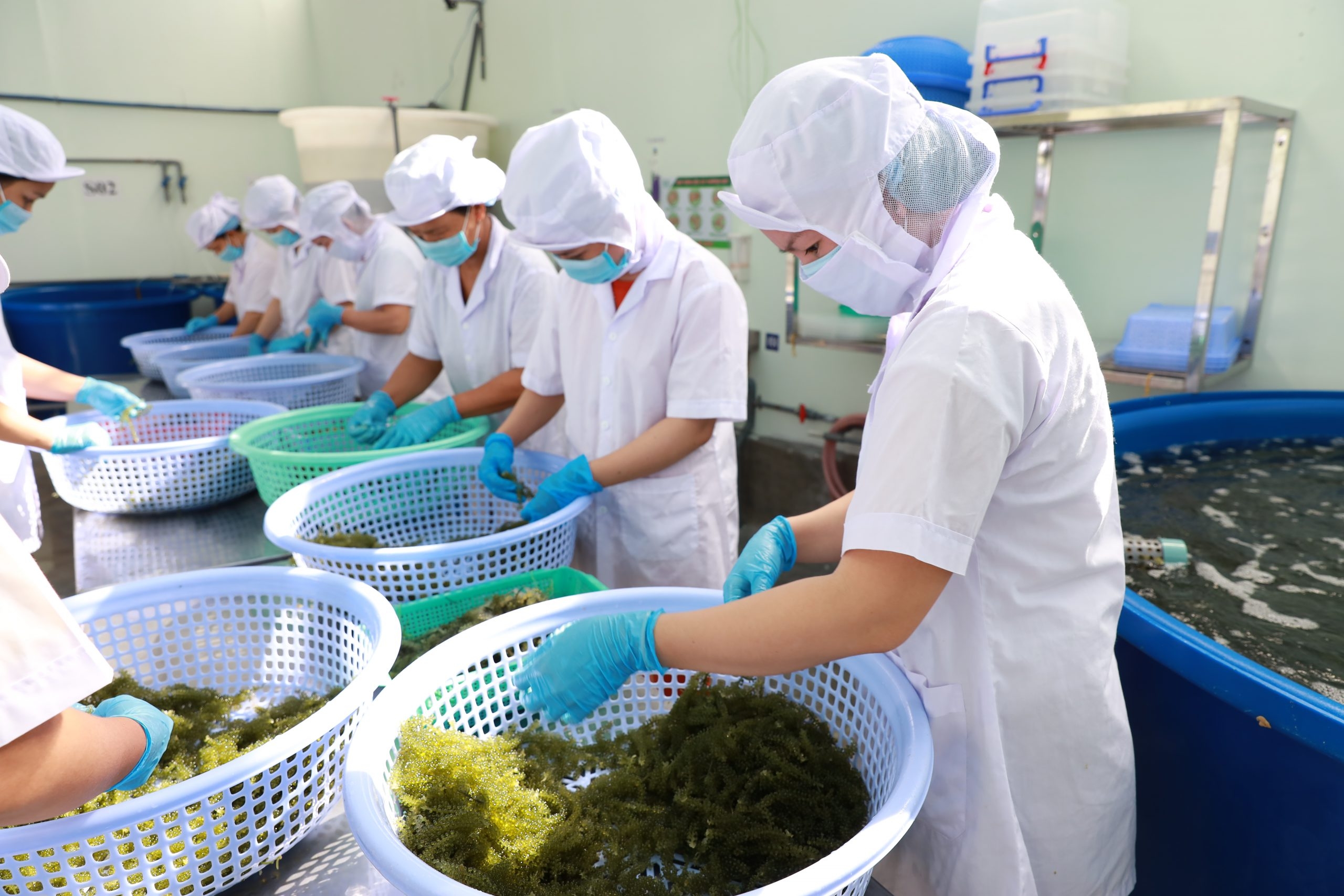 PESANAN PENGOLAHAN RUMPUT LAUT