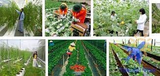 PESANAN UNTUK PERTANIAN BUNGA